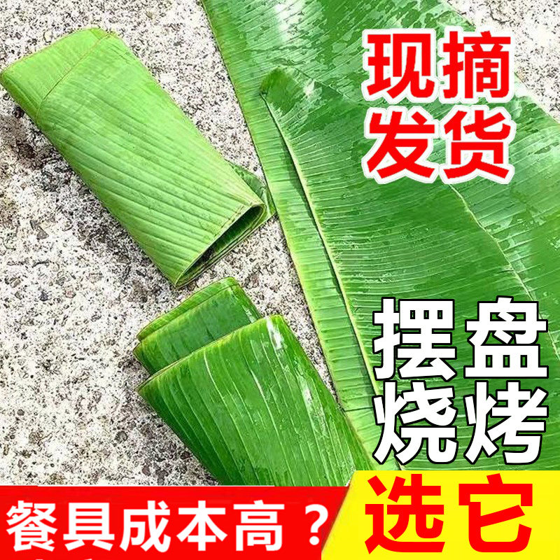 广东芭蕉叶摆盘新鲜烧烤芭蕉叶鲜香蕉叶巴蕉叶泰式东南亚餐厅用