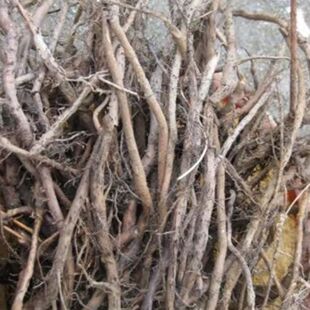 新鲜芭蕉根 芭蕉树根 香蕉树根 中药材煲汤药用蕉根蕉树根芭且根