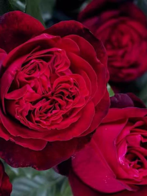 海军上将 浓香高抗病丹陶月季正红色ADR认证 包对版 扦插中苗原盆