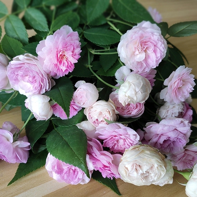 紫色微型月季玛姬婶婶阳台庭院盆栽绿植花卉勤花多头四季开花中苗