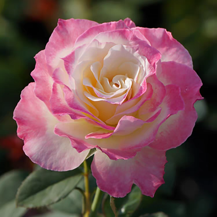 六翼天使 浓香粉色灌木月季直立大花耐热抗性好一加仑包对版 中苗,鲜花速递/花卉仿真/绿植园艺,月季/蔷薇/玫瑰,淘宝优惠券,粉丝福利购,淘宝优惠卷