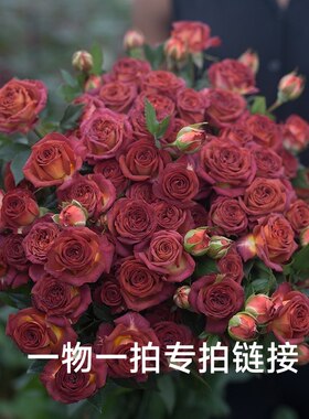 直播间一物一拍专拍 自行备注编号+品种 不备注不核对 没编号