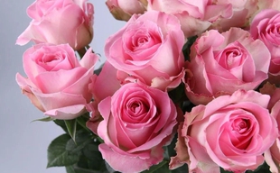 桃红雪山    扦插月季直立切花玫瑰花苗勤花四季绿植盆栽中苗栽好