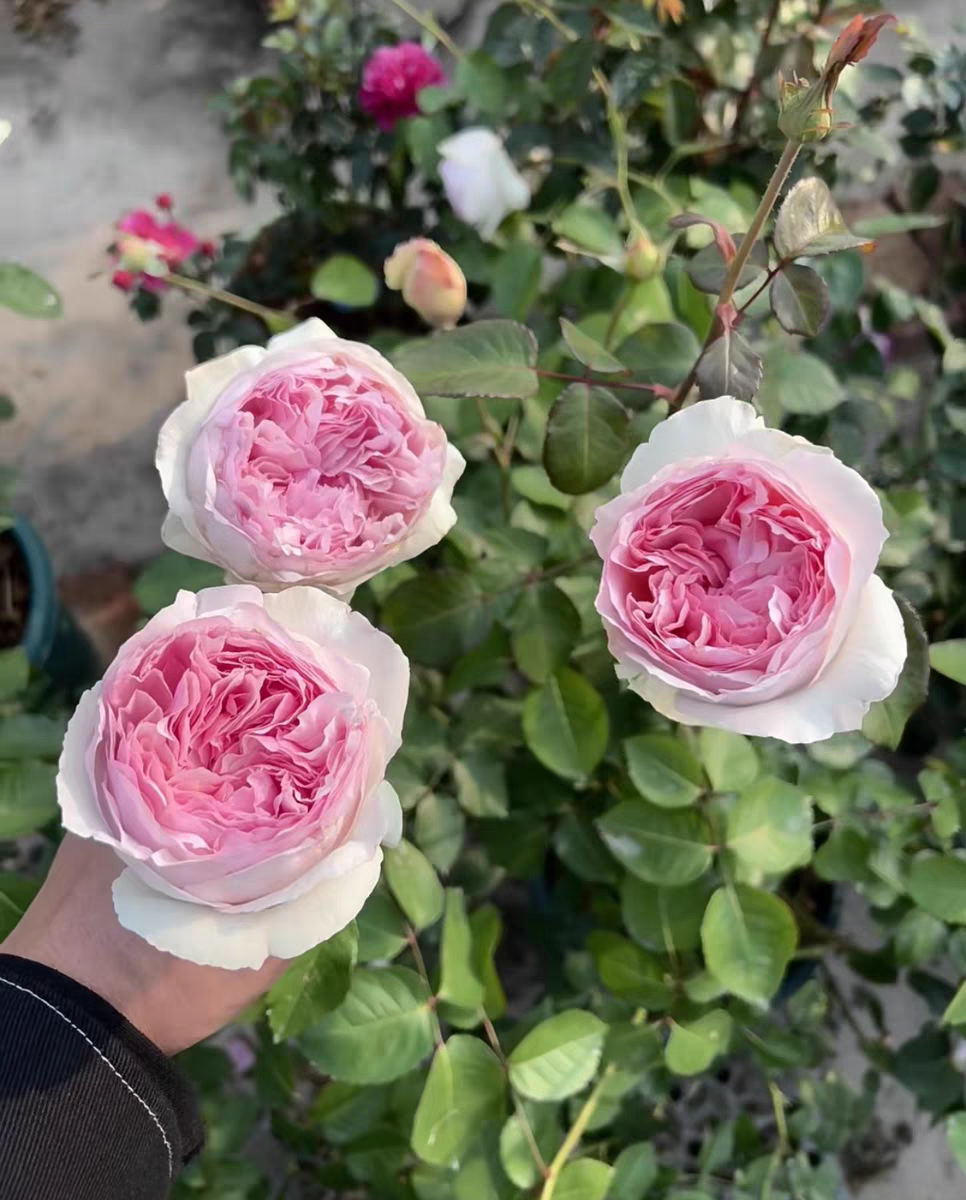 伊芙乙女心  浓香大花包子型耐热耐开多季勤花好养一加仑扦插中苗
