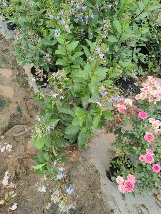 蓝蝴蝶花盆栽带花苞蓝色花卉阳台庭院多年生木本植物耐热好养绿植