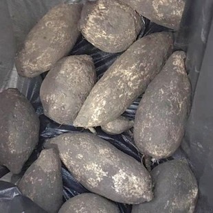 云南德宏洋丝瓜跟佛手瓜根新鲜上市了煮后软糯2斤