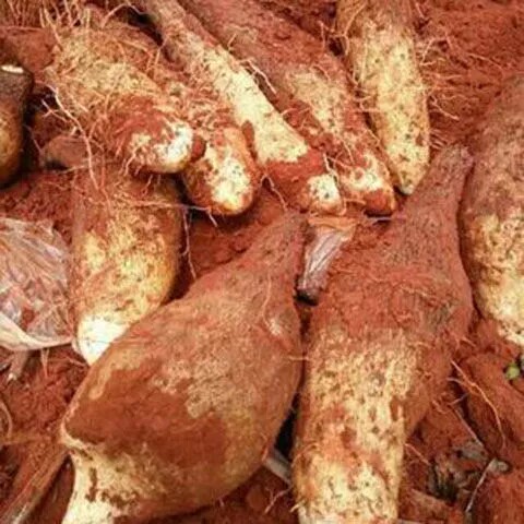 云南文山红甸新鲜野生秤砣山药香甜软糯山药非铁棍山药现挖1-10斤