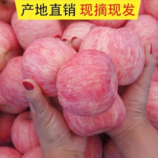 山坡地红富士辽宁绥中果园直发新鲜水果包邮非冰糖心苹果非烟台