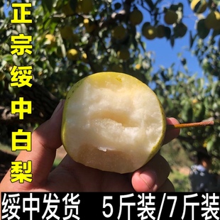 正宗山地绥中白梨绥中果园发货梨子包邮酸甜可口产地直发无中间商