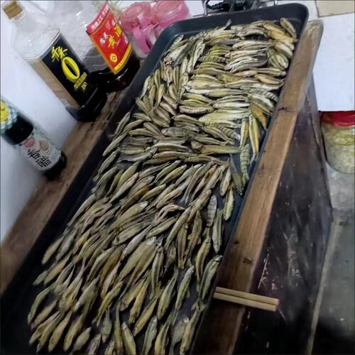 韩式多功能电烤盘 钓鱼烘干烤鱼干 低温电烤盘烘干器 钓鱼佬神器