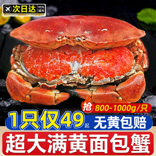 特大面包蟹鲜活熟冻新鲜海鲜水产大螃蟹超大黄金蟹珍宝蟹加热即食