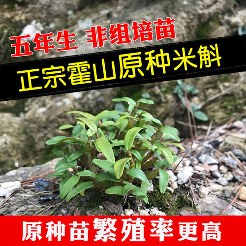 一代矮胖霍山原种米斛苗繁殖率高