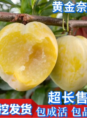 黄金奈李子树苗嫁接新品种九峰山耐寒南北方特大矮化盆栽当年结果
