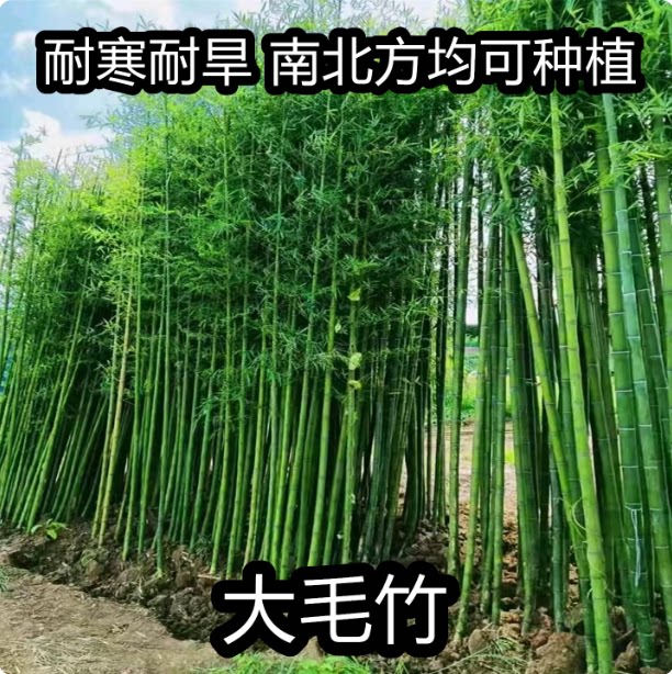 毛竹苗 楠竹苗 楠竹 北方南方现挖现发 庭院道路绿化常青竹子苗