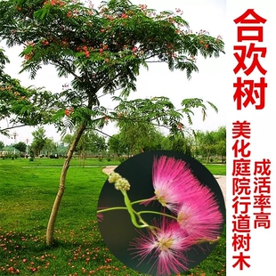 合欢树苗 庭院花卉植物芙蓉树 绒花树苗合欢苗合欢小苗遮阴树木