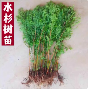水杉苗水杉树苗 云杉池杉小苗 落羽杉中山杉树苗 庭院绿化 景观树