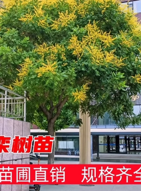 栾树苗黄山栾树树苗庭院绿化苗木行道树风景树占地拆迁苗栾树小苗