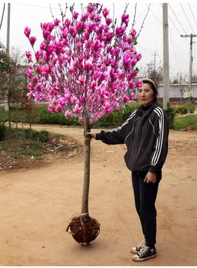 红白黄紫广玉兰花树苗花卉南北盆栽地栽别墅庭院绿化植物四季花卉