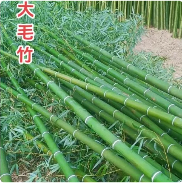 毛竹苗 楠竹苗 楠竹 北方南方现挖现发 庭院道路绿化常青竹子苗