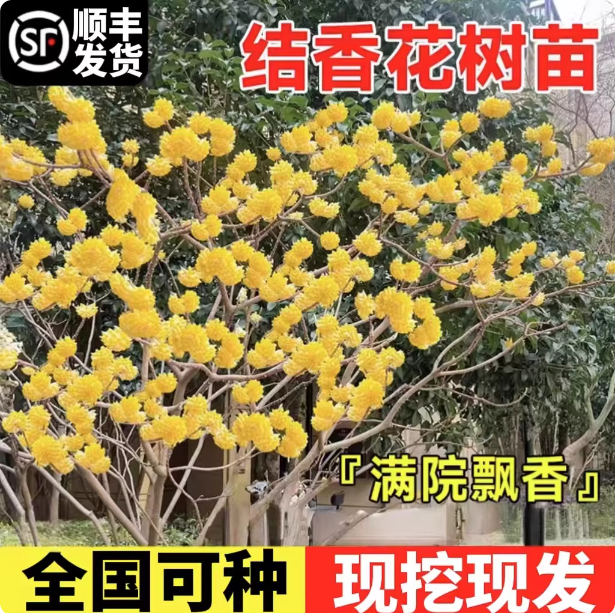 结香花树苗盆栽盆景室内外阳台庭院耐寒花卉植物园林绿化结香花苗