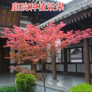 红枫树苗四季中国红庭院正宗日本紅舞姬盆景绿化植物苗木园林绿化