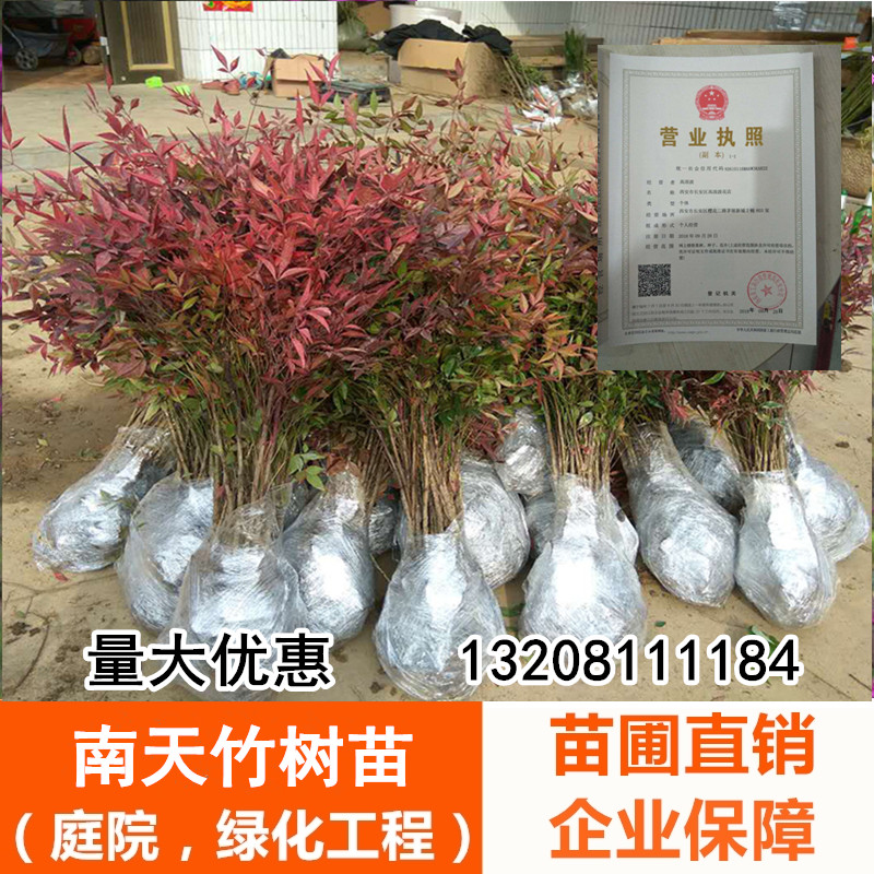 火焰南天竹子树苗盆栽庭院植物南天竺蓝天竹盆景室外耐寒绿化苗木在类目 鲜花速递/花卉仿真/绿植园艺, 花园植物/行道树/果树, 观叶 /花灌木中 - 来自Buy2taobao.com提供专业的淘宝代购服务