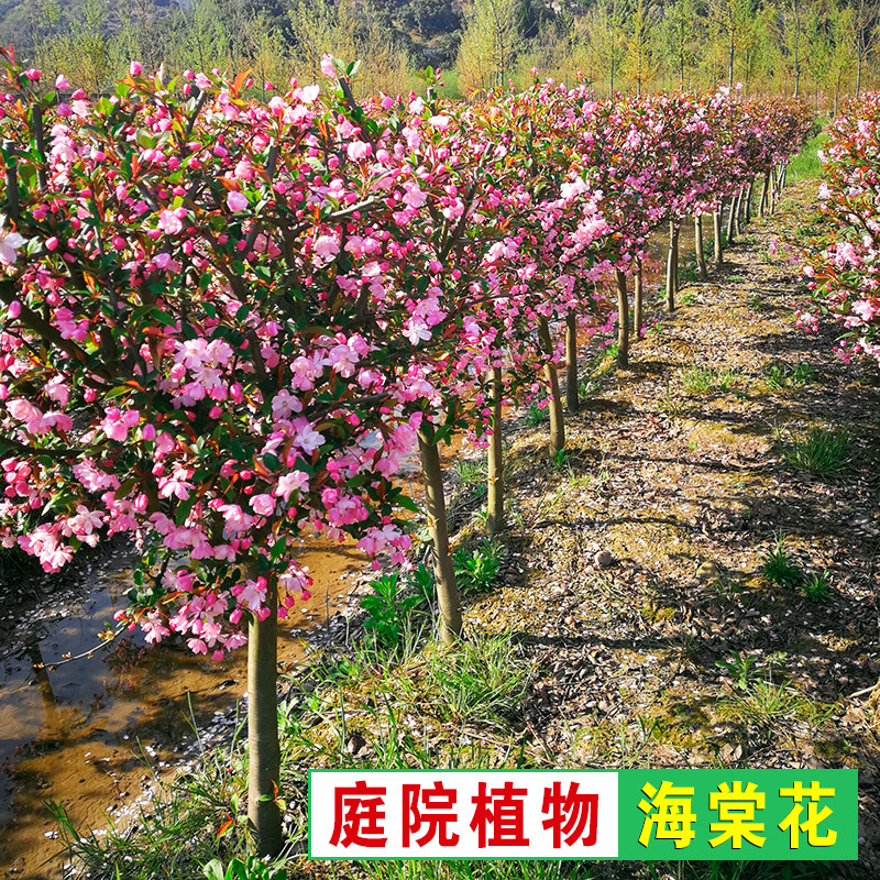 北美海棠树苗庭院绿化西府垂丝绿化植物四季地栽盆栽苗木当年开花