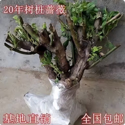 多花爬藤蔷薇老桩老根