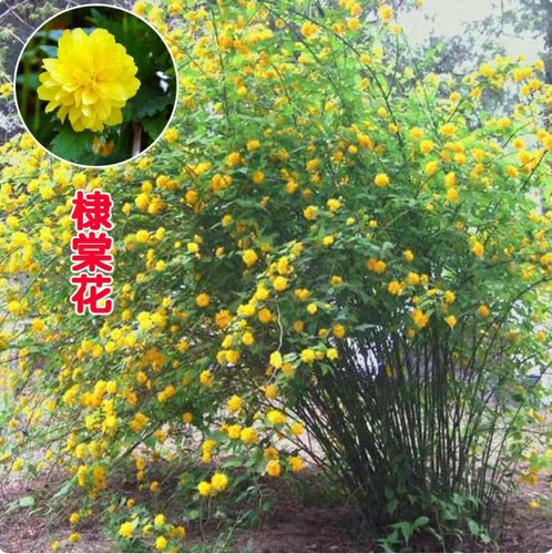 重瓣棣棠花苗丛生地棠蜂棠花黄度梅金棣棠梅黄榆庭院绿化绿篱灌木
