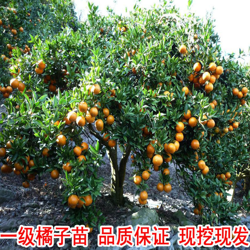 无籽沙塘桔子苗橘子树苗盆栽南方北方种植柚子树当年结果苗桔子树