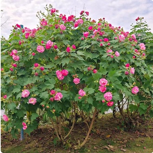 木芙蓉树苗芙蓉花苗盆栽重瓣三醉芙蓉大树庭院种植变色醉芙蓉地栽