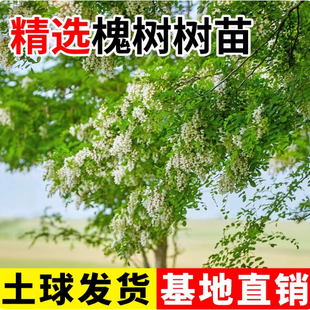 槐树苗国槐庭院大树刺槐国槐花树苗植物耐寒可食用洋槐蜂蜜洋槐花