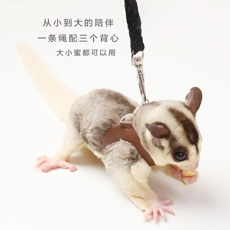 蜜袋鼯牵引绳背带小蜜蜜袋鼬衣服小宠外带外出项圈用品防丢防上树