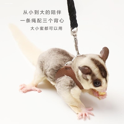 蜜袋鼯牵引绳背带小蜜蜜袋鼬衣服小宠外带外出项圈用品防丢防上树