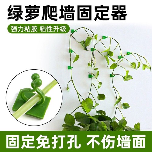 室内绿萝墙上固定器自粘绿植藤蔓墙上钉架枝条定型卡扣绿萝爬墙贴