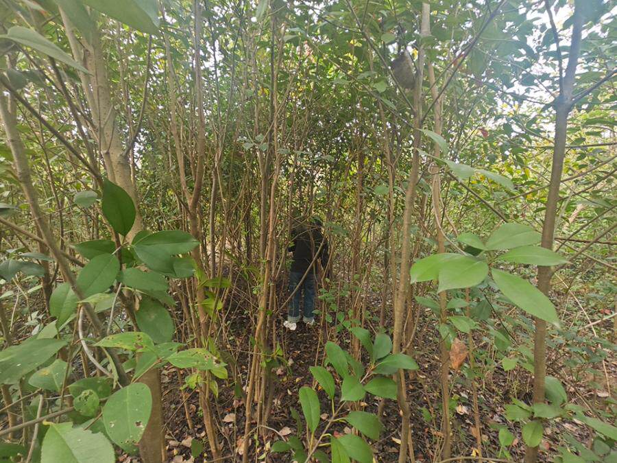 寿县保义镇张祠村、金祠村的林木