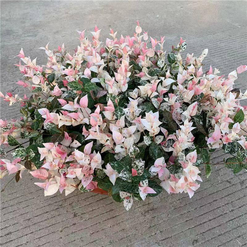 花叶络石彩叶络石室内阳台吊兰垂吊植物爬藤花卉黄金络石五彩花卉