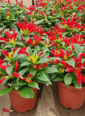 新品直立口红吊兰红绿植花卉盆栽室内外阳台桌面开花植物净化空气