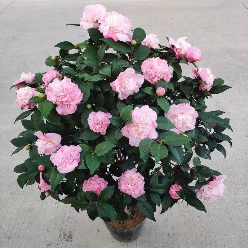 香妃烈香茶花树苗盆栽浓香型茶花室内外阳台庭院绿植盆栽花卉耐寒