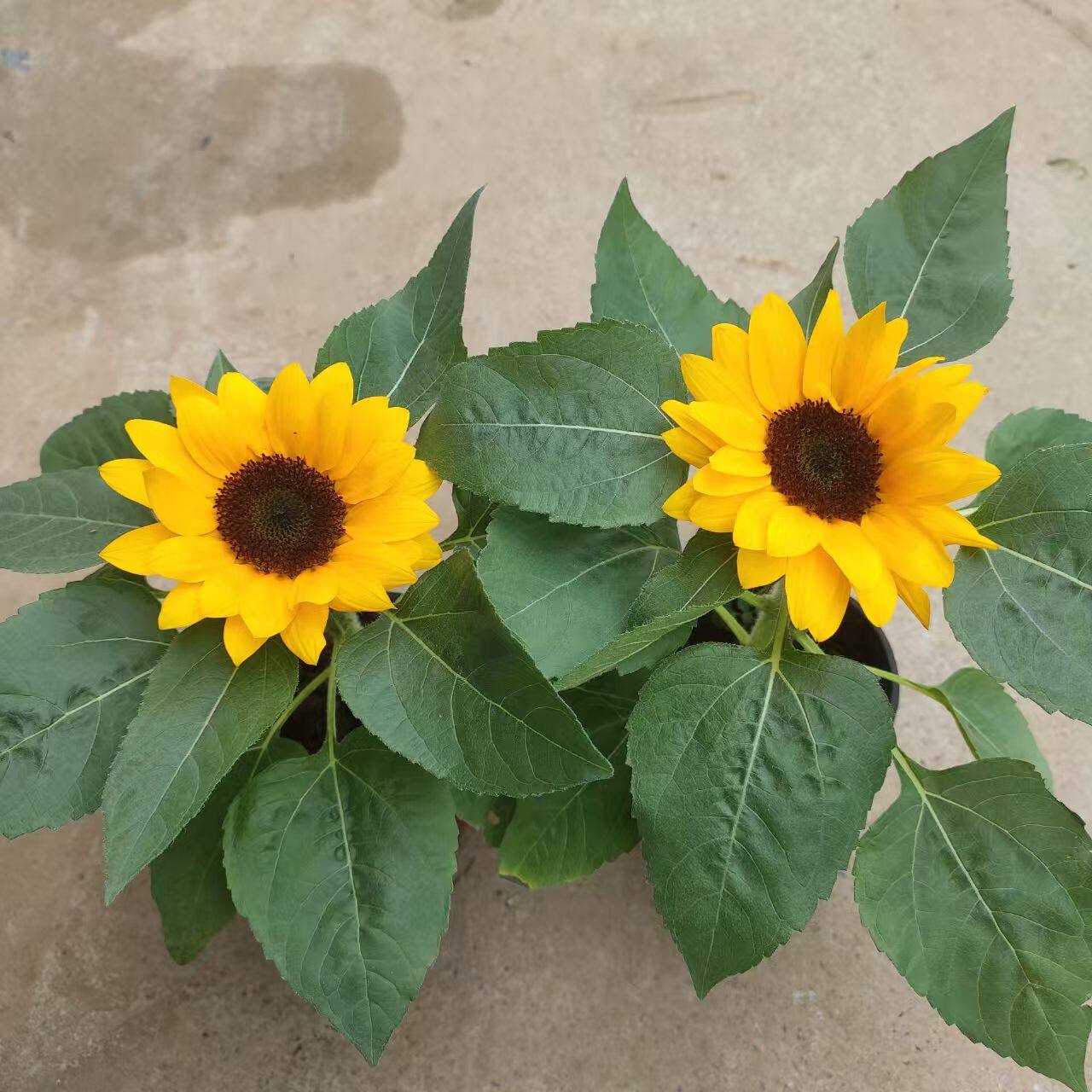 向日葵盆栽带花发货太阳花室外阳向日葵/太阳花