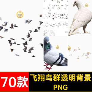 信鸽透明背景PNG飞翔鸟开业免抠图素材鸽子图片素材鸟群楼后7