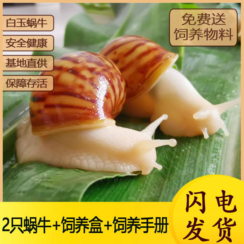 白玉蜗牛宠物观赏活体幼体爬宠观赏宠物养殖下蛋可爱上学蜗牛教学