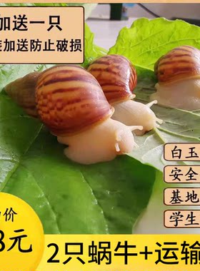 白玉蜗牛学生观察教材同步好礼物