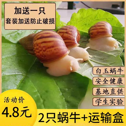 白玉蜗牛活物活体幼体观赏宠物养殖下蛋巨型大蜗牛可食用教学套餐