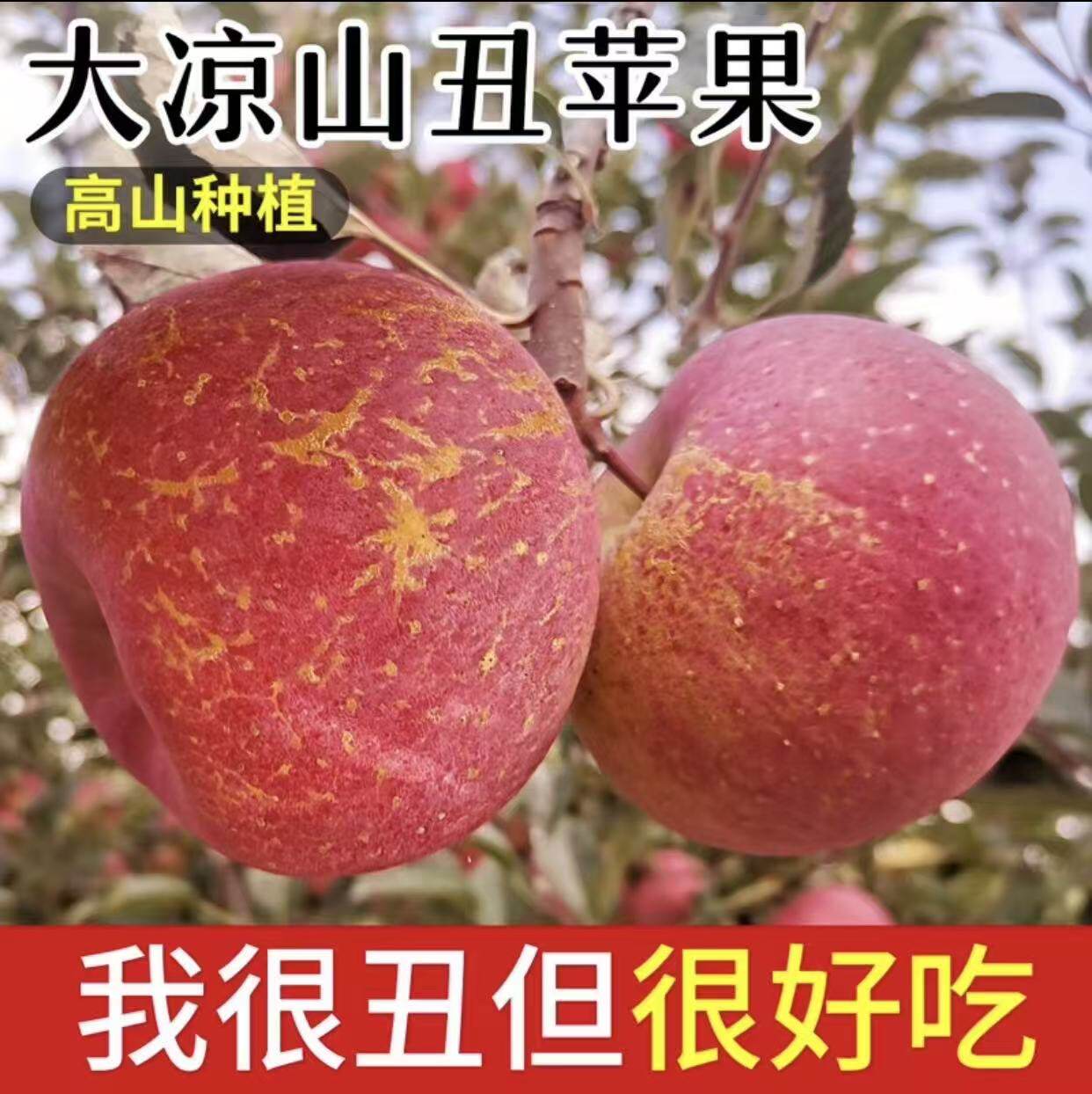 四川大凉山冰糖心丑苹果现摘包邮