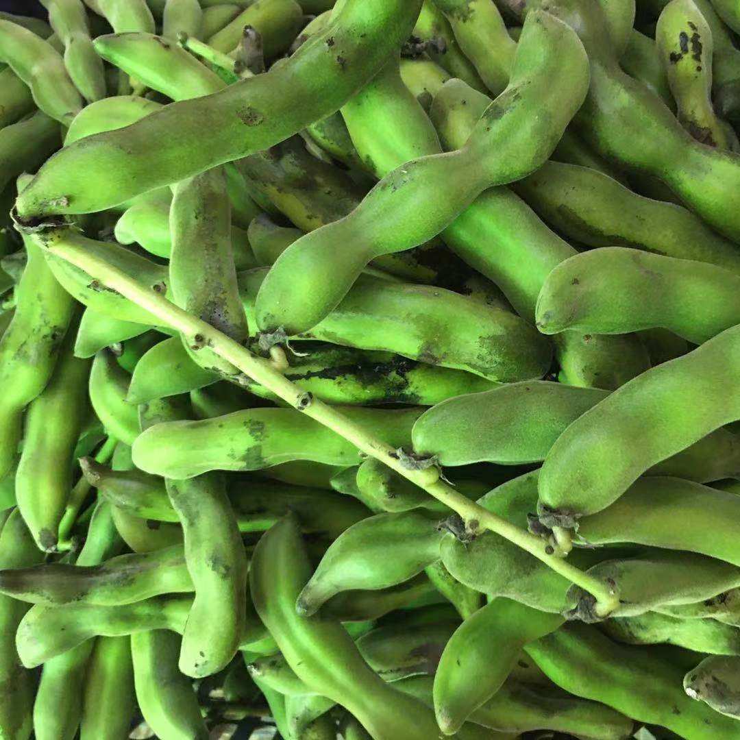 广西新鲜狗儿豆狗爪豆5斤农家特产现摘龙爪豆虎老豆狗毛豆猫猫豆
