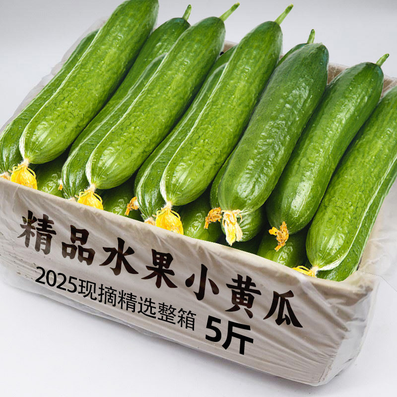 2025水果小黄瓜包邮5斤新鲜生吃黄瓜东北旱白玉黄瓜青瓜无刺3蔬菜