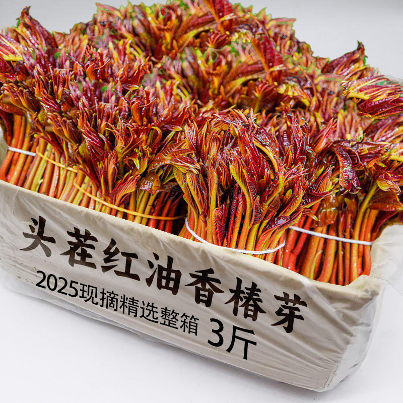 顺丰包邮红油香椿芽新鲜四川头茬椿芽时令野生当季蔬菜非咸菜新鲜