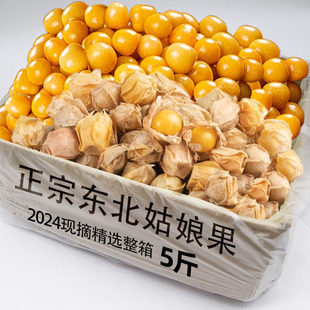现货东北姑娘果当季灯笼果时令水果黄菇娘甜菇娘东北特产整箱包邮