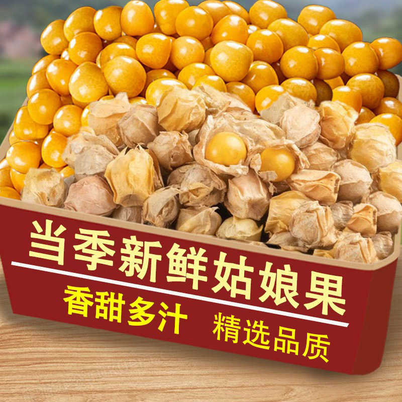 新鲜现摘姑娘果特产水果新鲜当季新鲜现摘整箱灯笼果黄菇娘包邮发